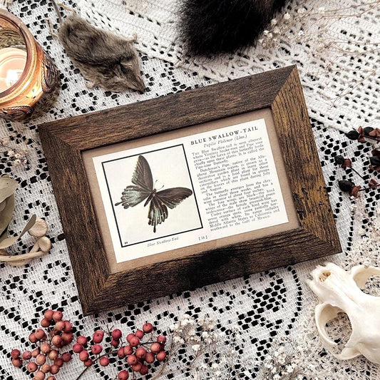 1934 Blue Swallow-Tail Butterfly – 4x6 Framed Vintage 1930's Book Page