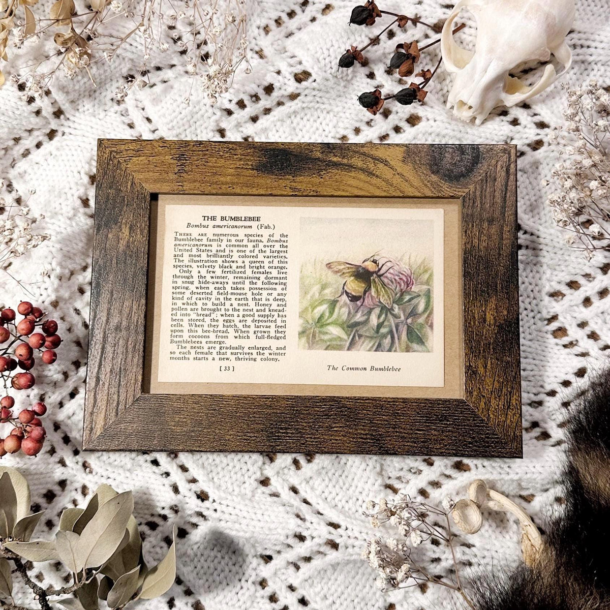 1937 The Bumblebee – Framed Vintage 1930's Insect Book Page