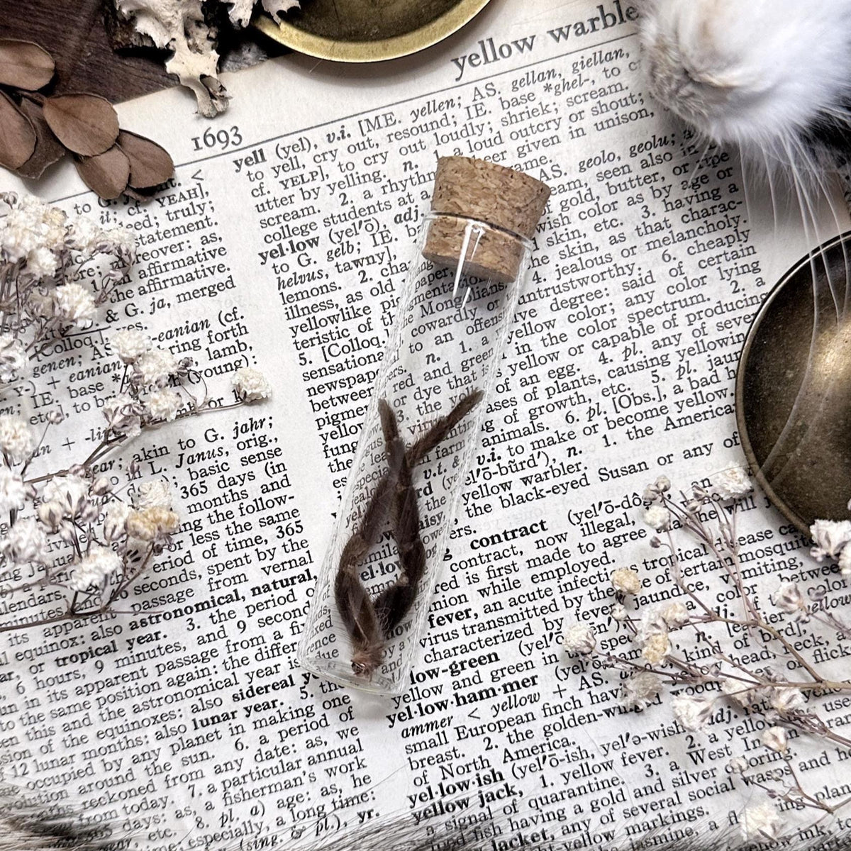 Petite Tarantula Legs in Glass Vial – No. 14