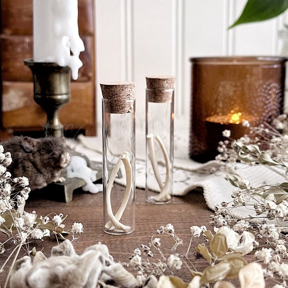 Real Skunk Rib Bones in Glass Vial