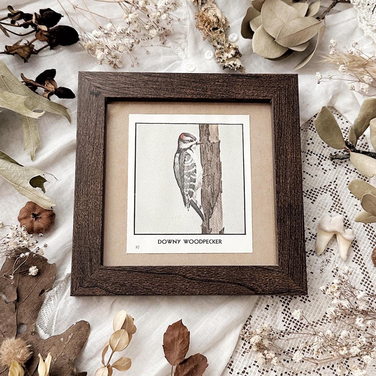 1931 The Downy Woodpecker – 4x4 Framed Vintage 1930's Bird Print