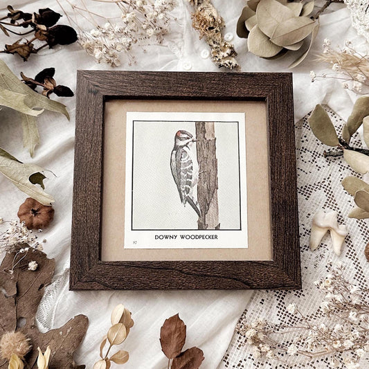 1931 The Downy Woodpecker – 4x4 Framed Vintage 1930's Bird Print