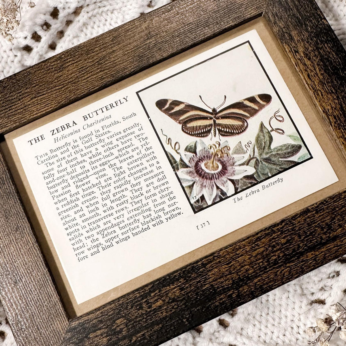 1934 The Zebra Butterfly – 4x6 Framed Vintage 1930's Butterfly Book Page