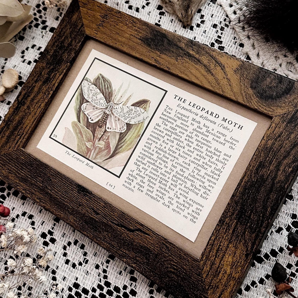 1934 The Leopard Moth – 4x6 Framed Vintage 1930's Book Page