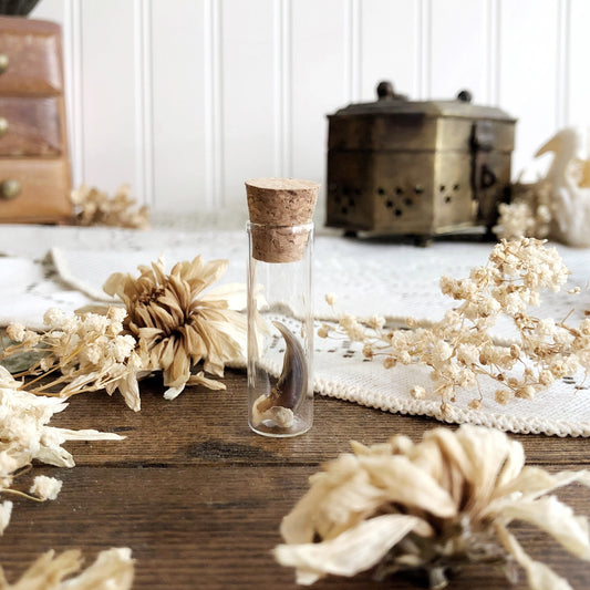 Real Fox Claw in Glass Vial