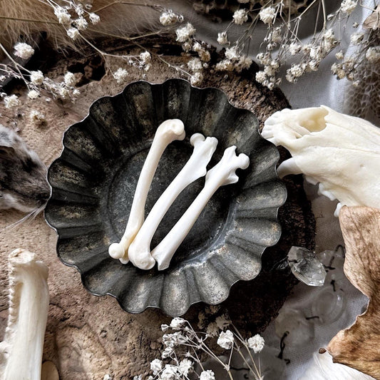 One Real Squirrel Femur Bone