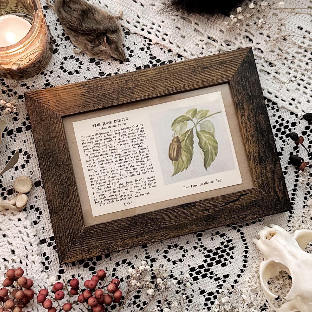 1937 The June Beetle – 4x6 Framed Vintage 1930's Book Page