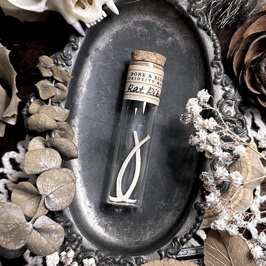 Real Rat Rib Bones in Glass Vial – No. 03