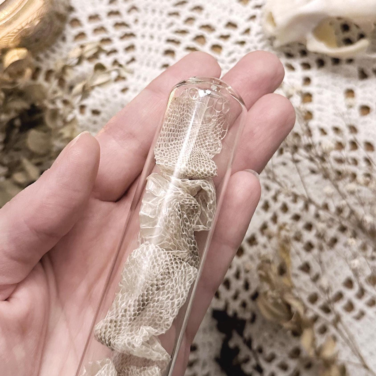 Real Full Bullsnake Skin in Glass Dome – No. 01