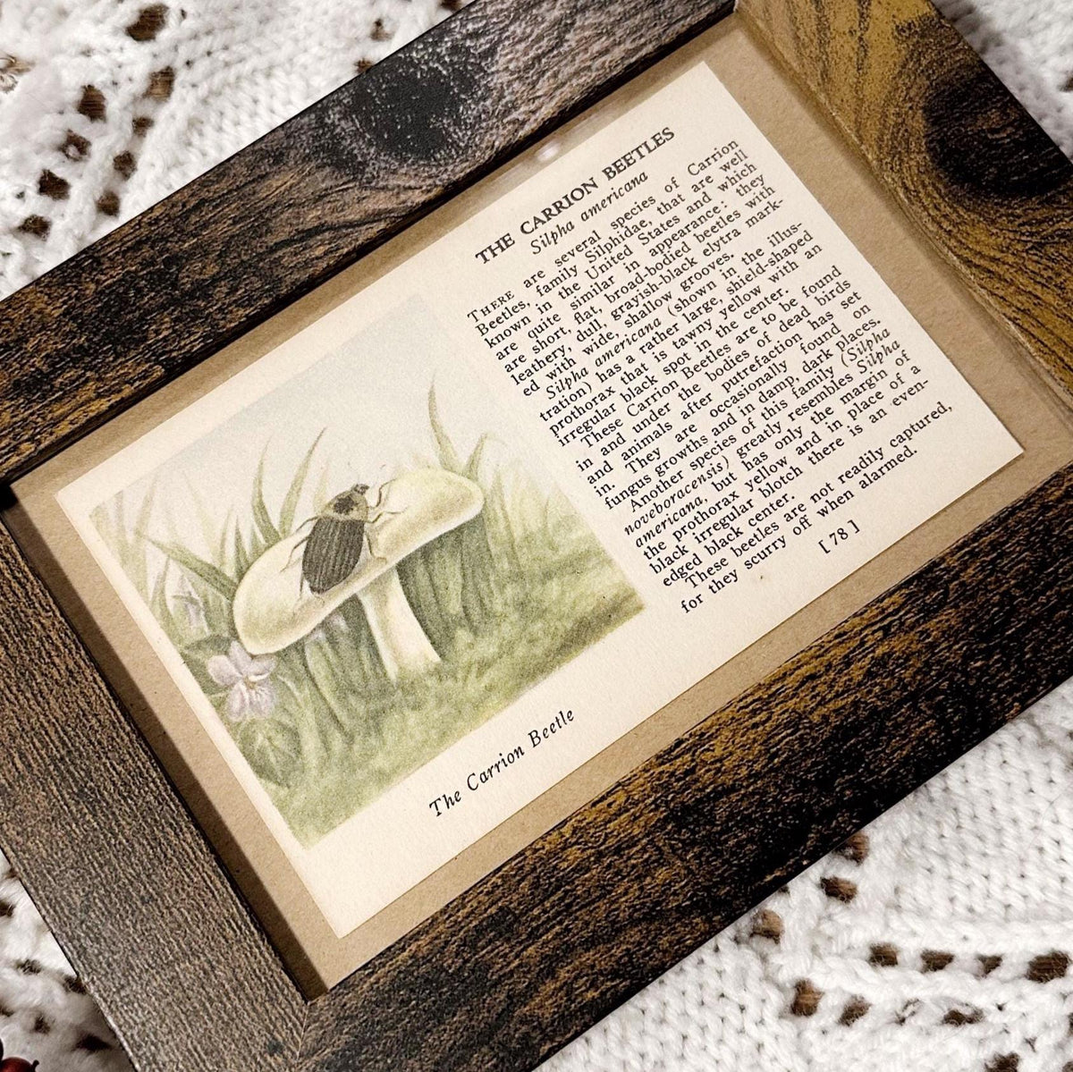 1937 The Carrion Beetles – 4x6 Framed Vintage 1930's Insect Book Page