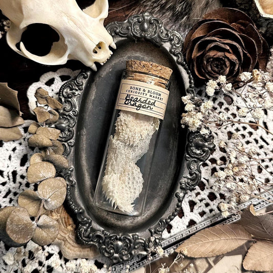 Real Bearded Dragon Skin in Glass Vial – No. 01