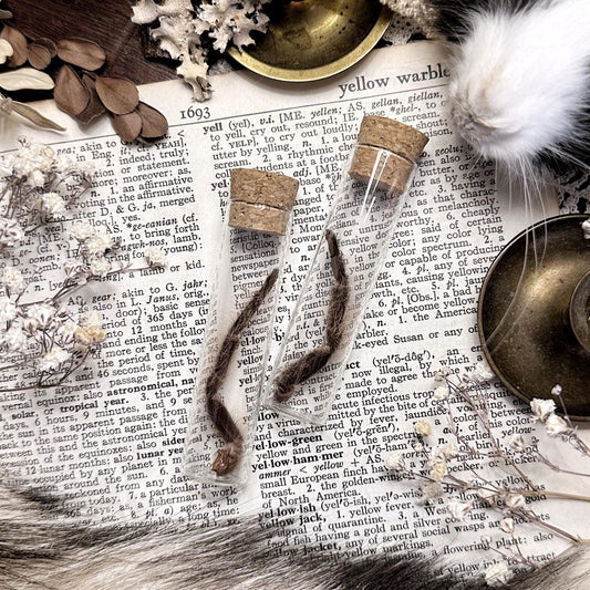 Petite Tarantula Leg in Glass Vial – No. 12