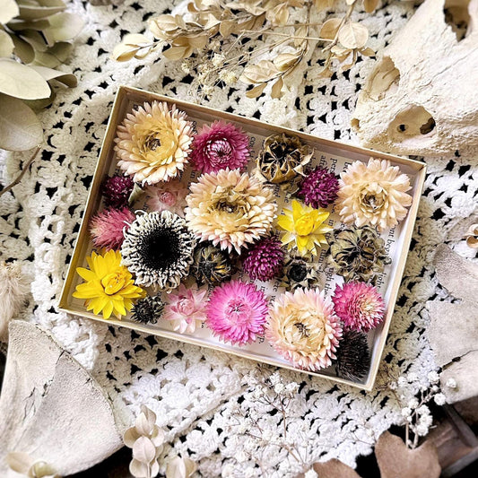 Collection of 20+ Dried Flower Heads