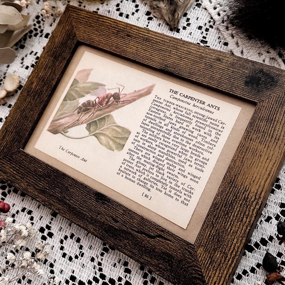 1937 Carpenter Ants – 4x6 Framed Vintage 1930's Book Page