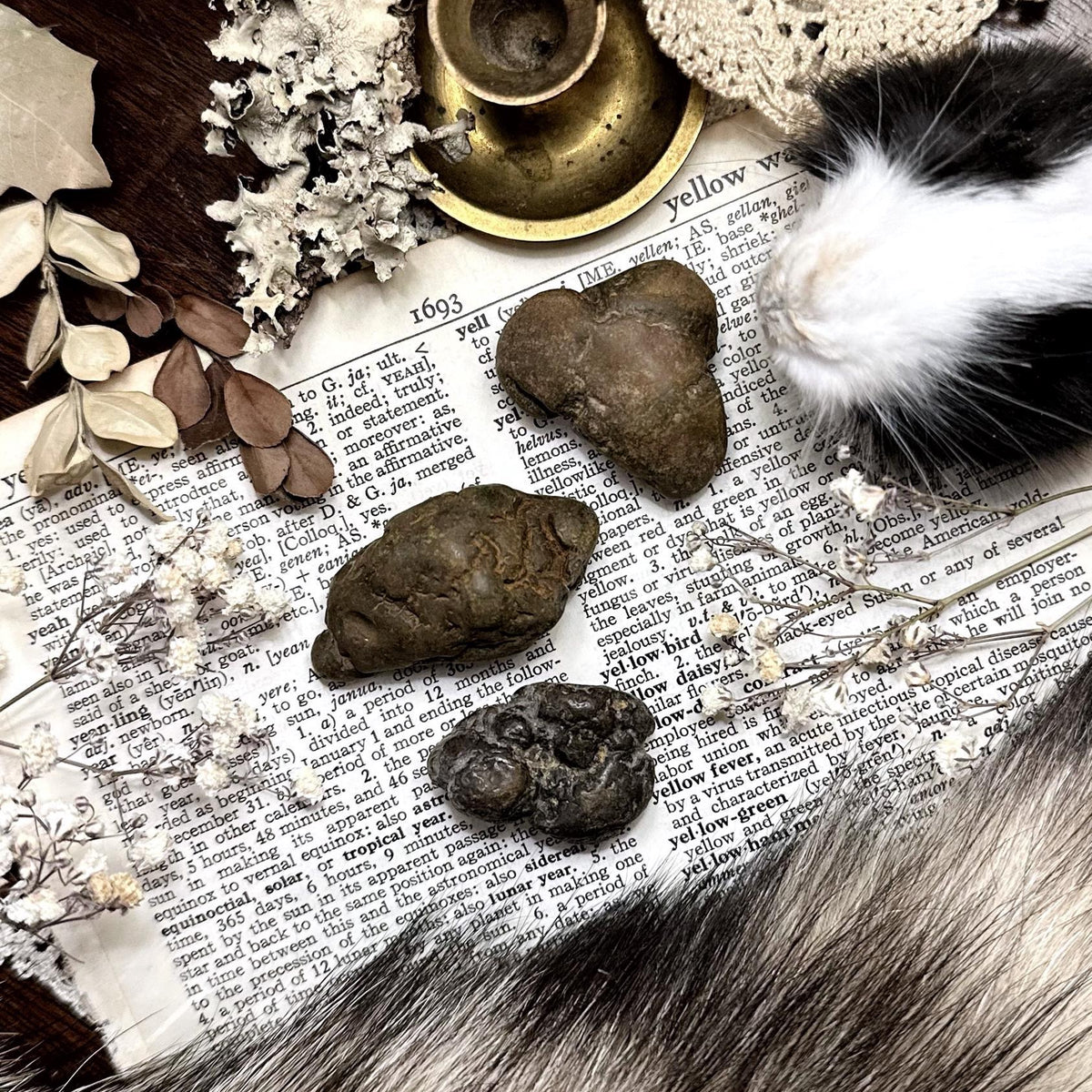 One Mystery Coprolite Fossil (Fossilized Poop)