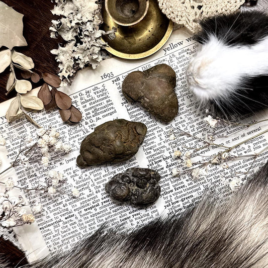 One Mystery Coprolite Fossil (Fossilized Poop)
