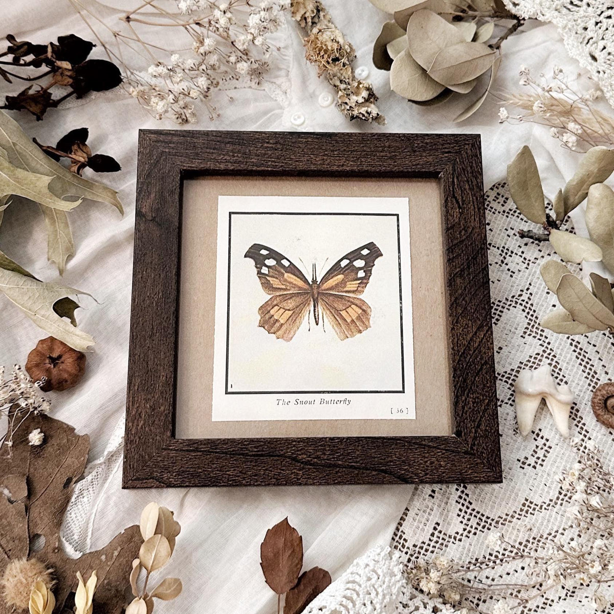 1934 The Snout Butterfly – 4x4 Framed Vintage 1930's Print