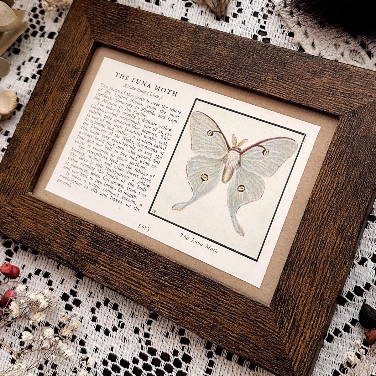 1934 The Luna Moth – 4x6 Framed Vintage 1930's Book Page