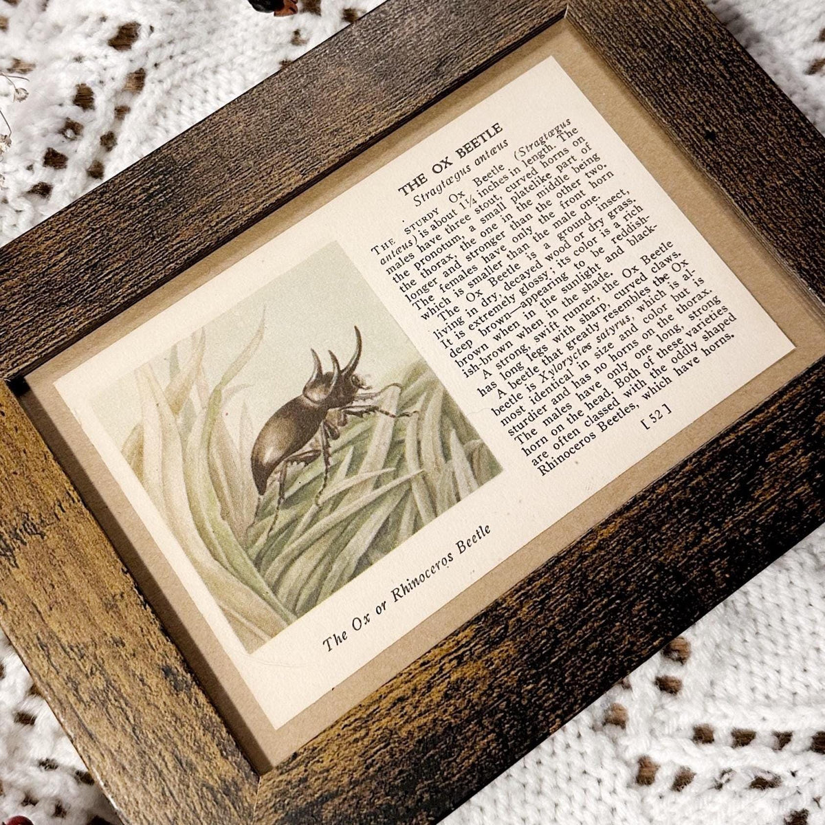1937 The Ox Beetle – 4x6 Framed Vintage 1930's Insect Book Page