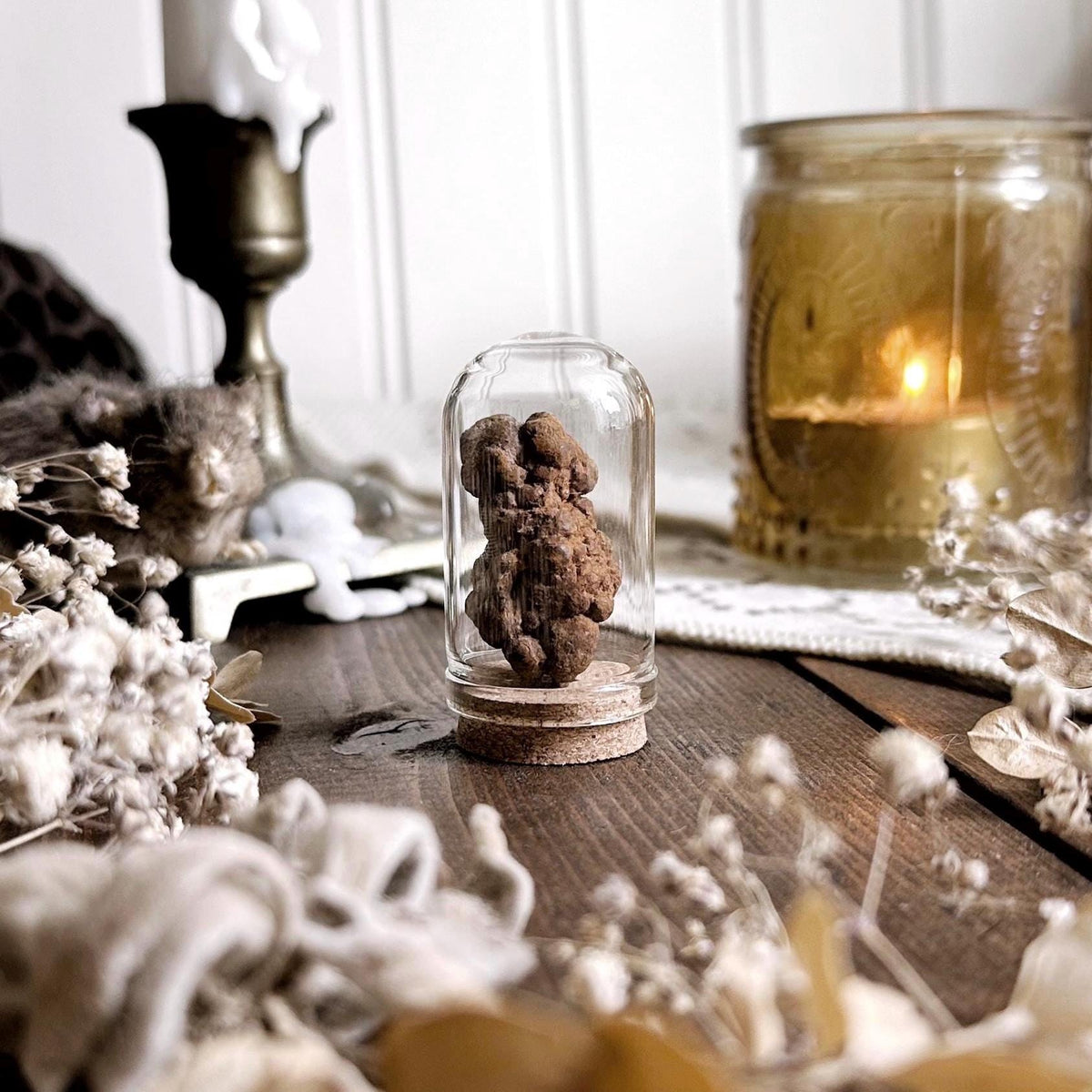 Real Petite Coprolite Fossil in Glass Dome – No. 03