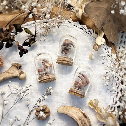 One Real Mummified Pocket Gopher Foot in Mini Glass Dome – No. 02