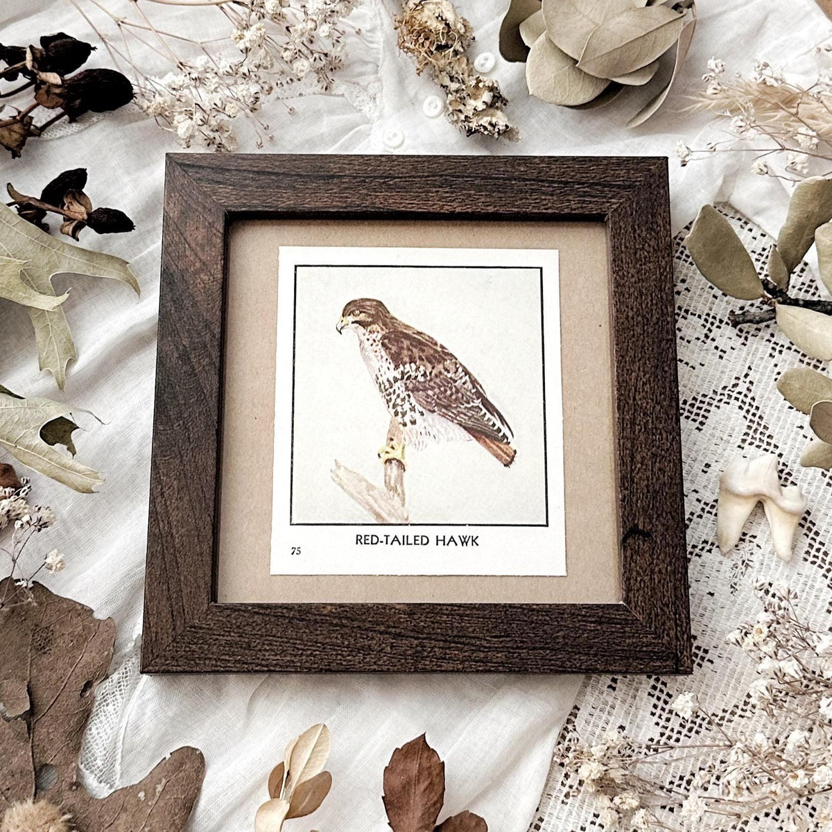 1931 The Red-Tailed Hawk – 4x4 Framed Vintage 1930's Bird Print