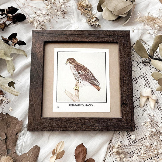 1931 The Red-Tailed Hawk – 4x4 Framed Vintage 1930's Bird Print