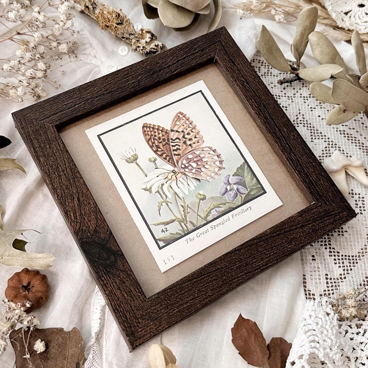 1934 The Great Spangled Fritillary Butterfly – 4x4 Framed Vintage 1930's Print