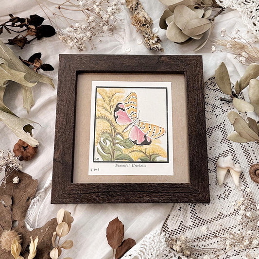 1934 The Beautiful Utetheisa Moth – 4x4 Framed Vintage 1930's Print