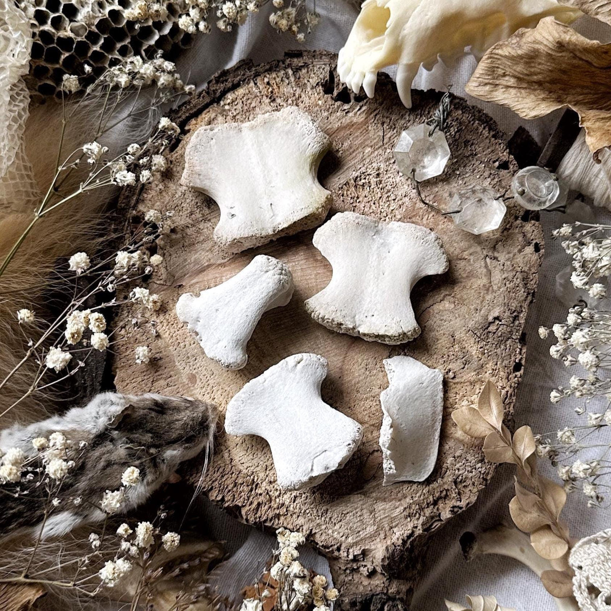 Real Rustic Deer Bones Collection – No. 01