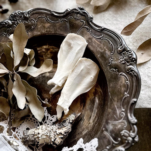 One Real Beaver Scapula Bone – No. 02