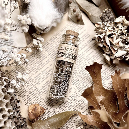 Real Diamondback Rattlesnake Skin in Glass Vial