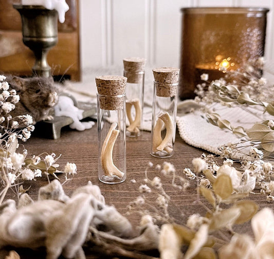 Real Petite Raccoon Rib Bones in Glass Vial – No. 03