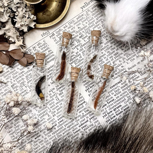 Mystery Tiny Tarantula Leg in Glass Vial