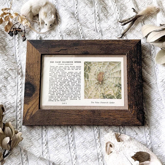 1937 The False Shamrock Spider – 4x6 Framed Vintage 1930's Insect Book Page
