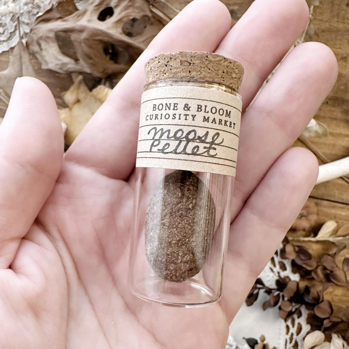 One Real Dried Moose Pellet in Glass Vial