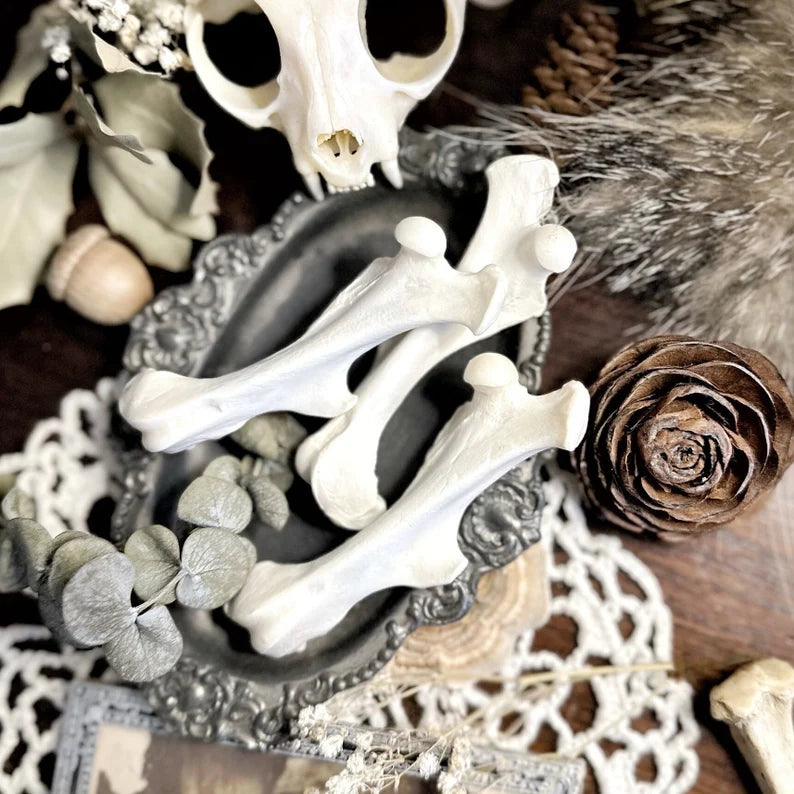 One Real Armadillo Femur Bone – No. 01
