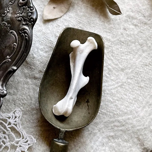 Real Armadillo Femur Bone – No. 02