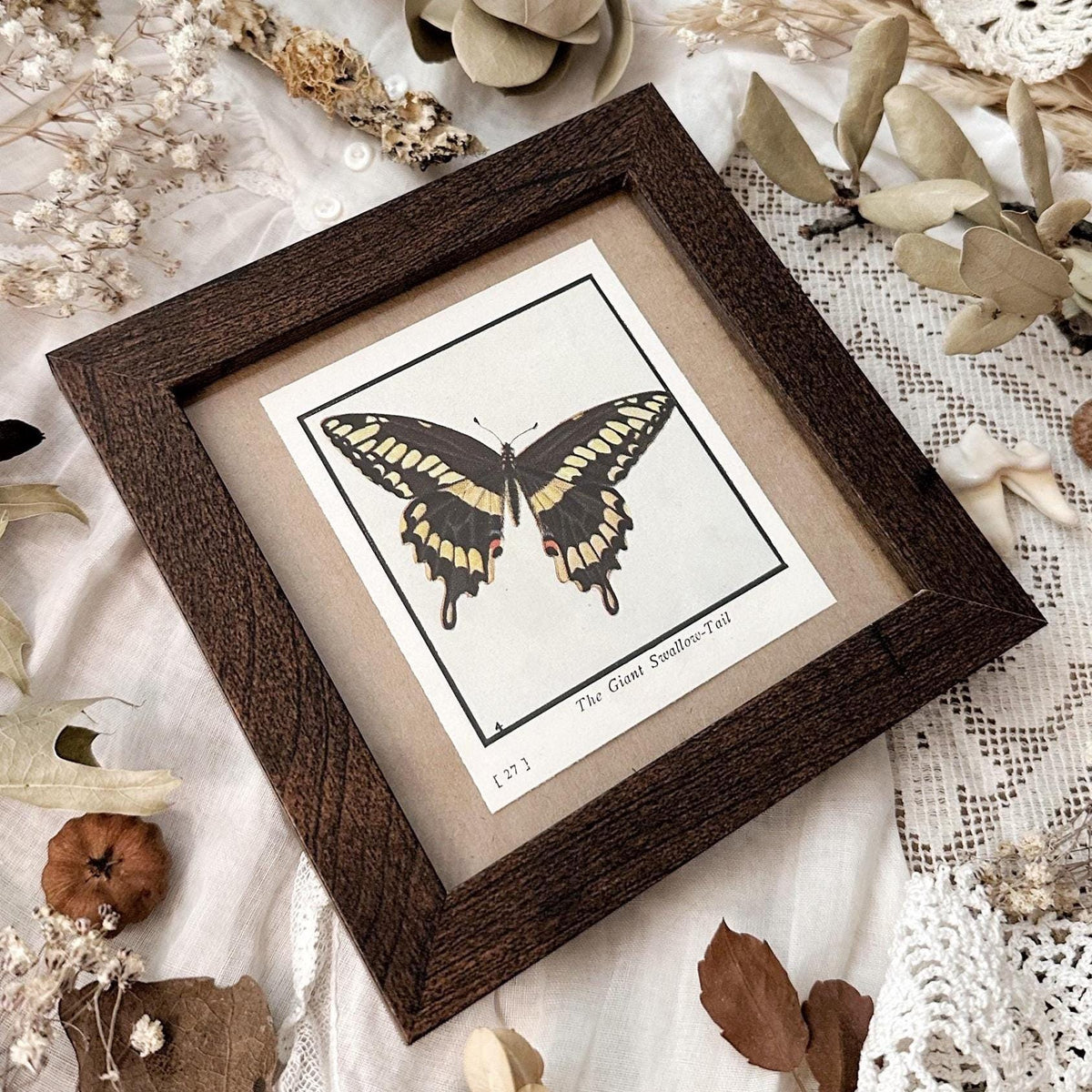 1934 The Giant Swallowtail Butterfly – 4x4 Framed Vintage 1930's Print