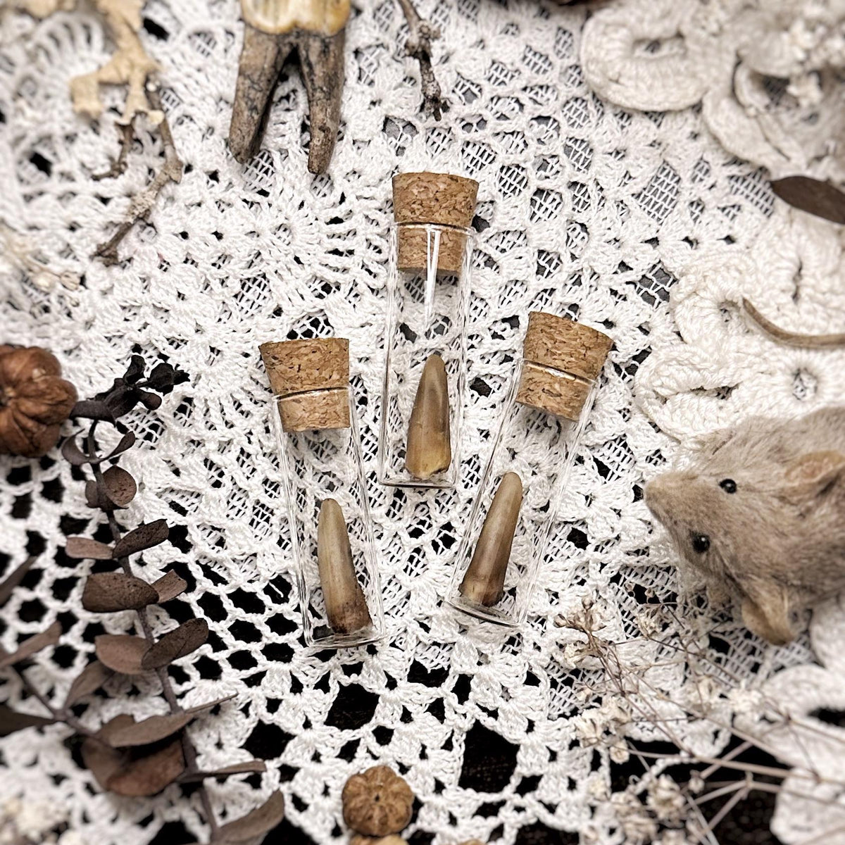 One Real Armadillo Claw in Glass Vial – No. 01