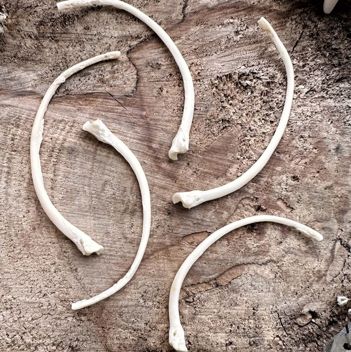 Collection of 5 Real Pathological Emerald Tree Boa Snake Rib Bones – No. 04