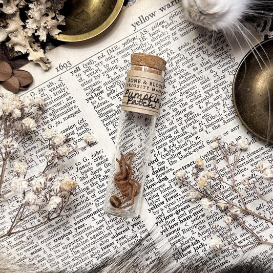 Petite Pumpkin Patch Tarantula Molt in Glass Vial – No. 02