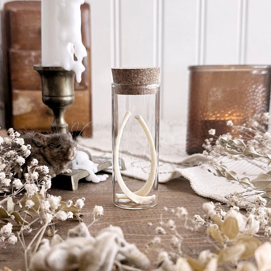 Real Raccoon Rib Bones in Glass Vial – No. 02
