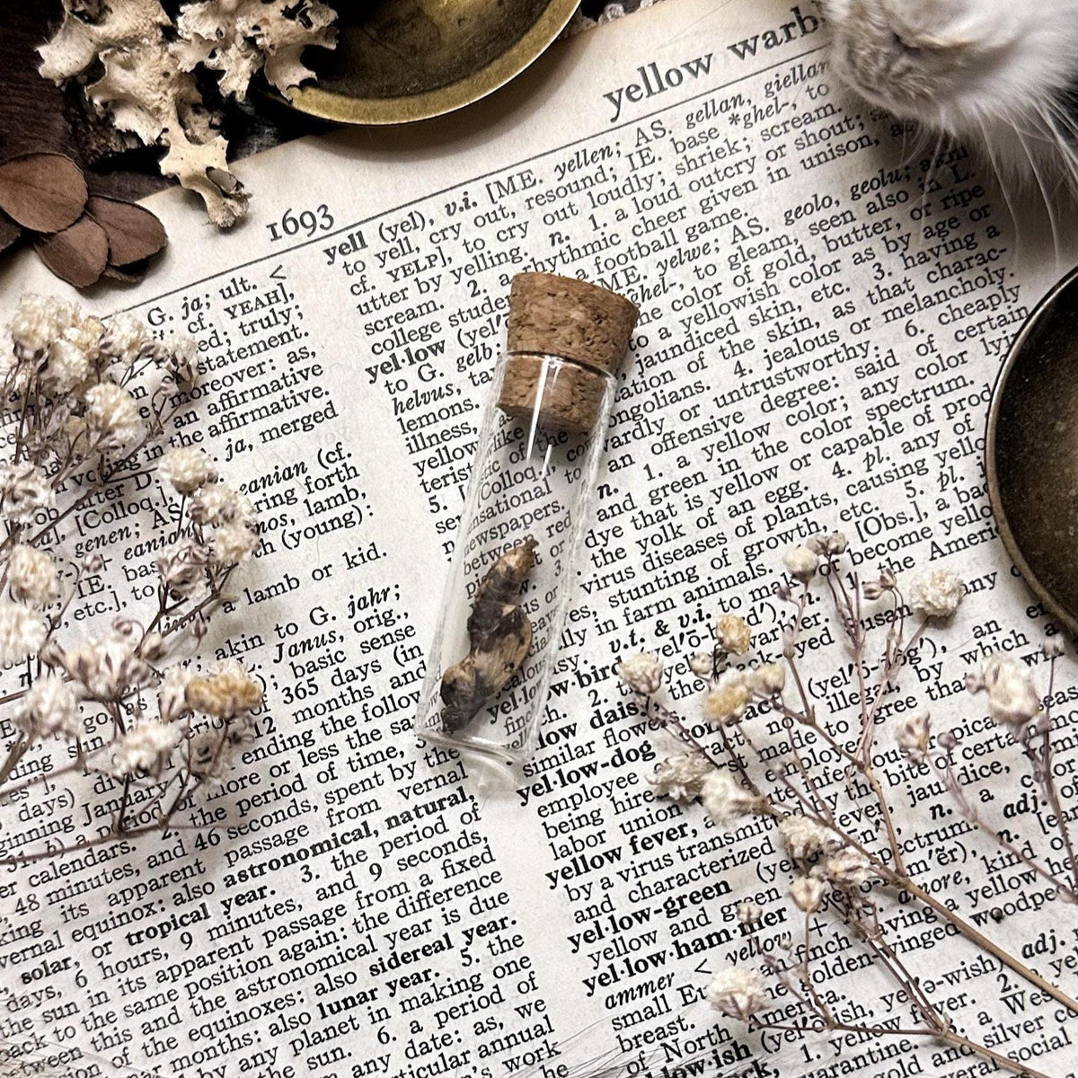 Real Passion Butterfly Chrysalis in Glass Vial – No. 02