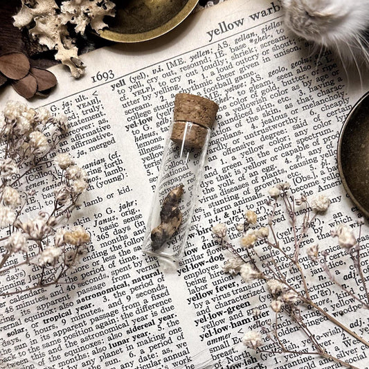 Real Passion Butterfly Chrysalis in Glass Vial – No. 02
