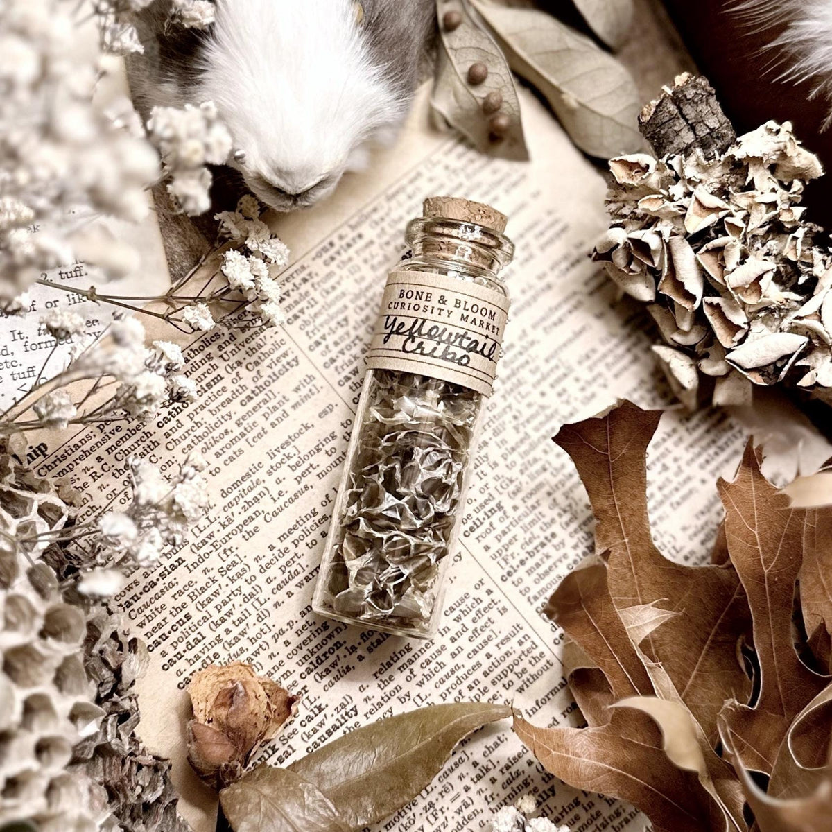 Real Yellowtail Cribo Snake Skin in Glass Vial