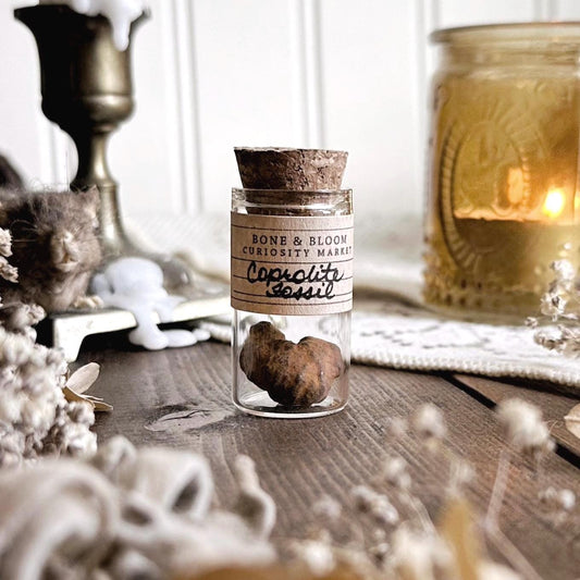 Real Tiny Coprolite Fossil in Glass Vial – No. 23