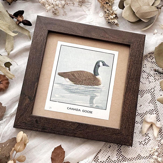 1931 The Canada Goose – 4x4 Framed Vintage 1930's Bird Print