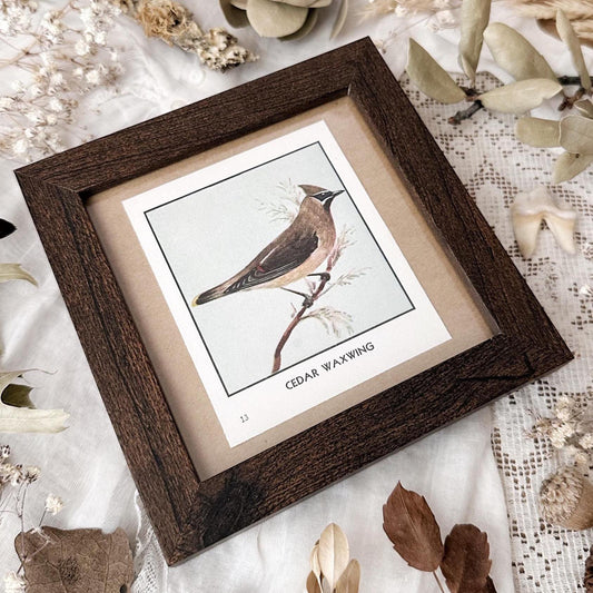1931 The Cedar Waxwing – 4x4 Framed Vintage 1930's Bird Print