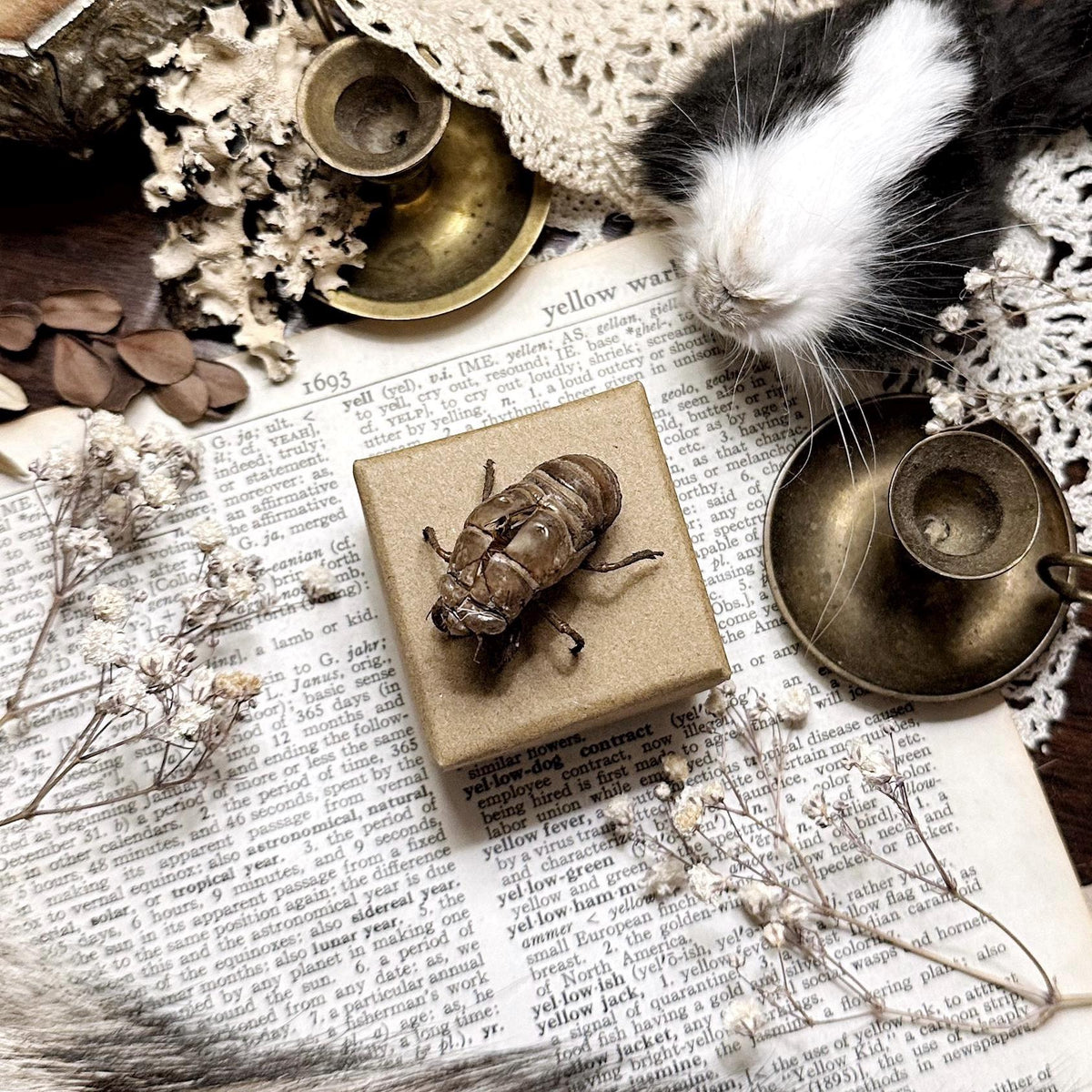 Real Hand Selected Cicada Molt in Mini Kraft Box – No. 01